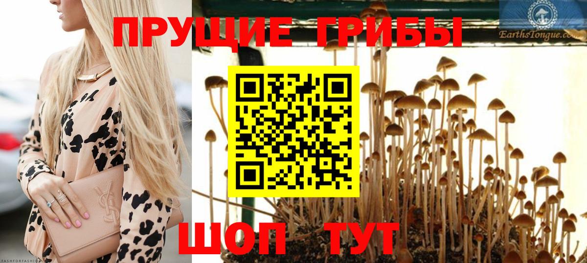 Борзя  дарнет шоп  Вход с VPN  Псилоцибиновые грибы Cubensis 
